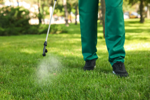 Best Termite Control Services  in Chesapeake, WV