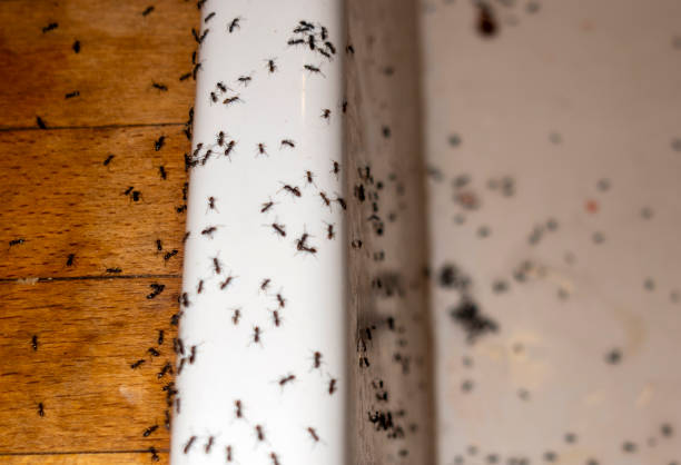 Best Cockroach Control Services  in Chesapeake, WV